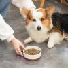 imageMALACASA Dog Bowls Ceramic Dog Food and Water Bowls for Small Size Dogs 15 Cups Capacity Pet Bowl for Puppy ampamp Cats S15 CupsS15 Cups